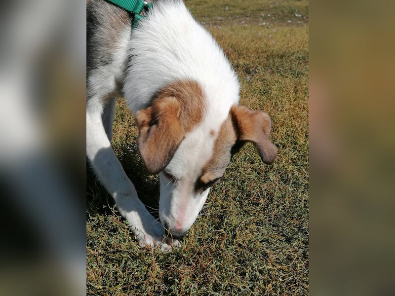 SINJA - wo darf sie glücklich werden?