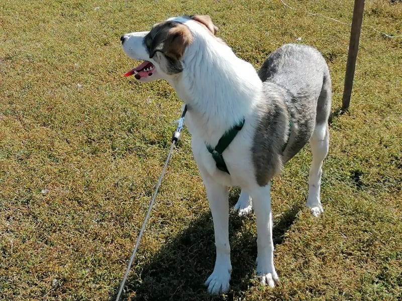 SINJA - wo darf sie glücklich werden?