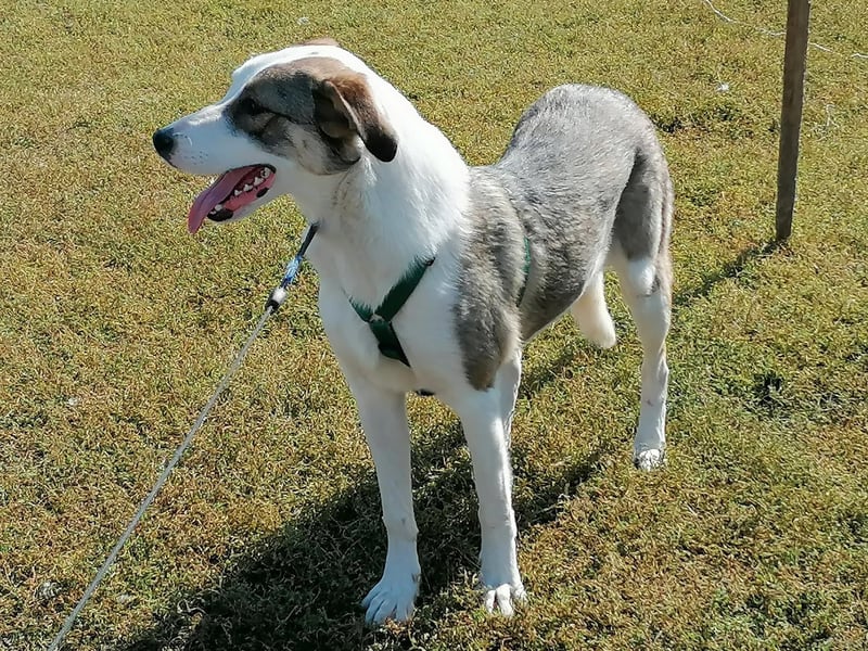 SINJA - wo darf sie glücklich werden?