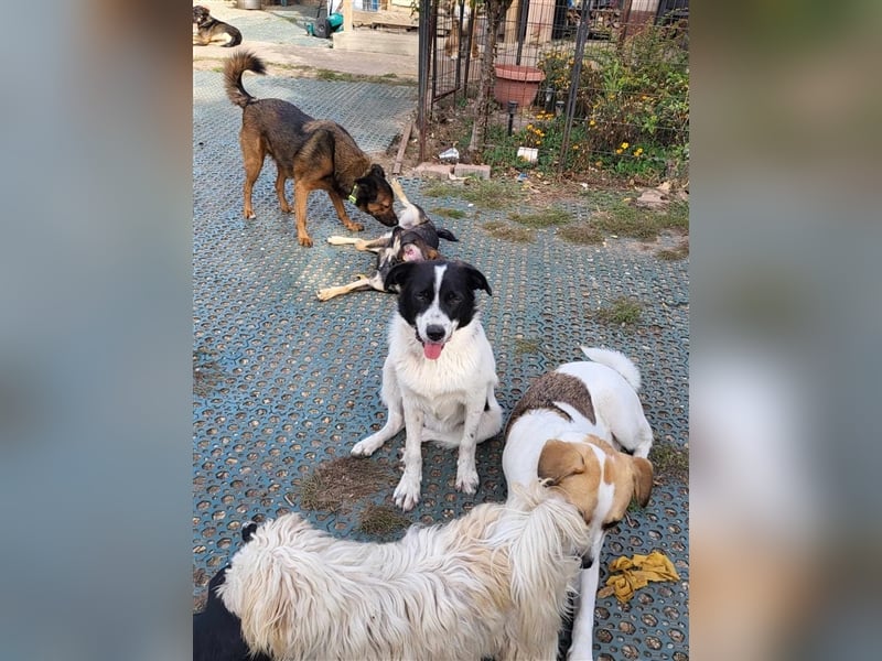 CHIPPO - möchte aufs Land ziehen