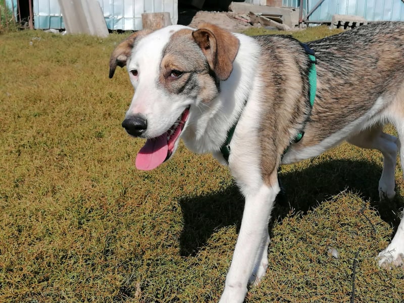 SINJA - wo darf sie glücklich werden?