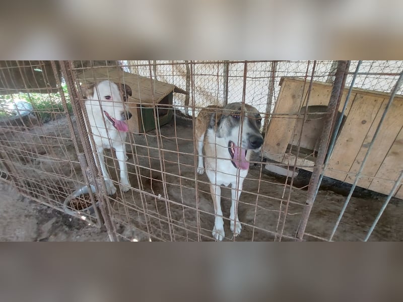 SINJA - wo darf sie glücklich werden?