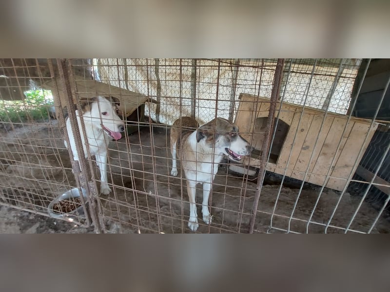 SINJA - wo darf sie glücklich werden?