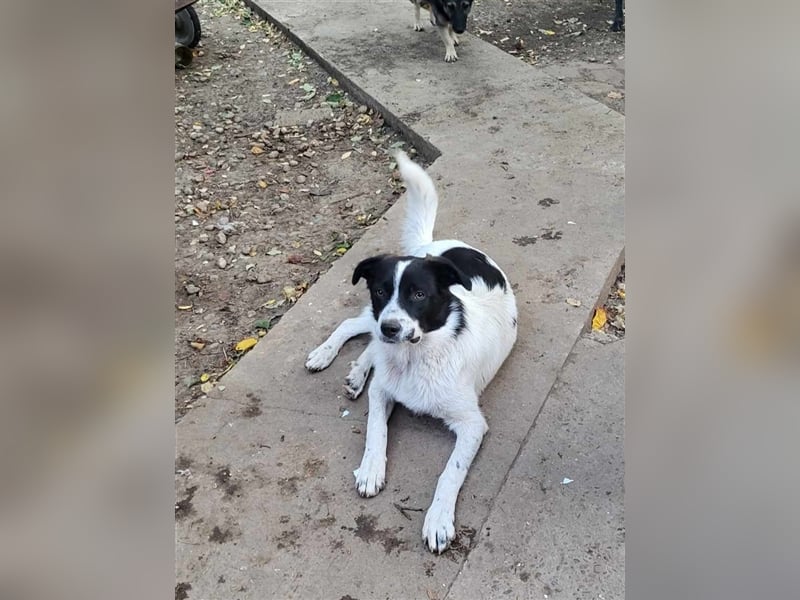 CHIPPO - möchte aufs Land ziehen