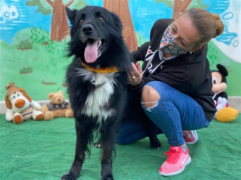 Jungle - ängstlicher MIxrüde sucht erfahrene Menschen