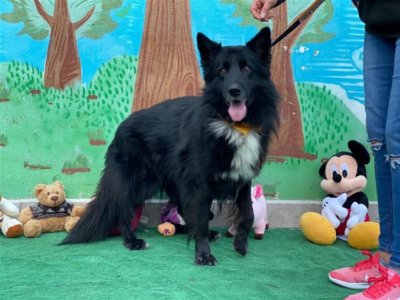 Jungle - ängstlicher MIxrüde sucht erfahrene Menschen