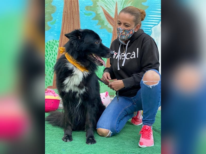 Jungle - ängstlicher MIxrüde sucht erfahrene Menschen