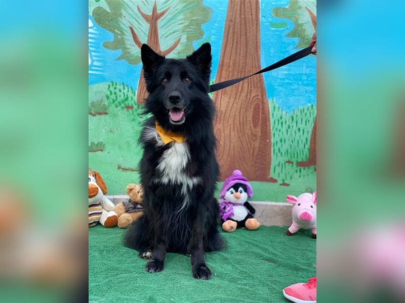 Jungle - ängstlicher MIxrüde sucht erfahrene Menschen