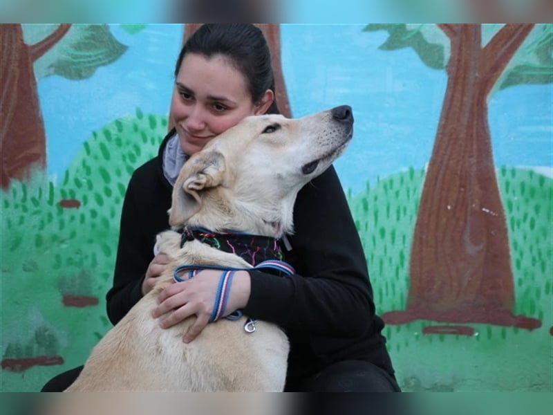 Simbad - freundlicher Labrador-Mastin Mixrüde