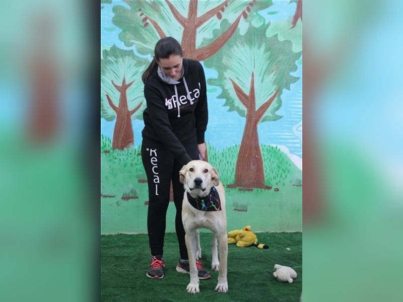 Simbad - freundlicher Labrador-Mastin Mixrüde