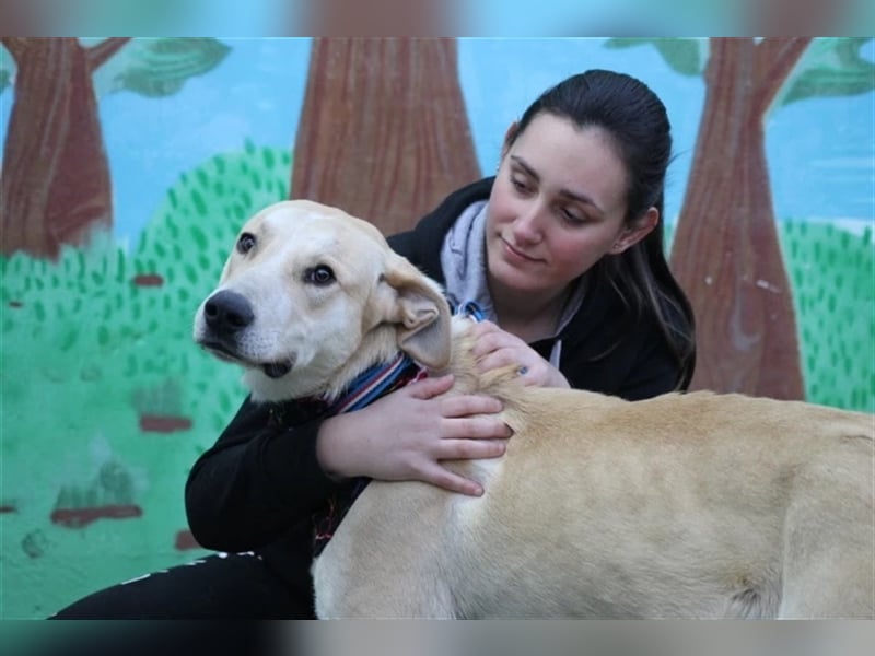 Simbad - freundlicher Labrador-Mastin Mixrüde