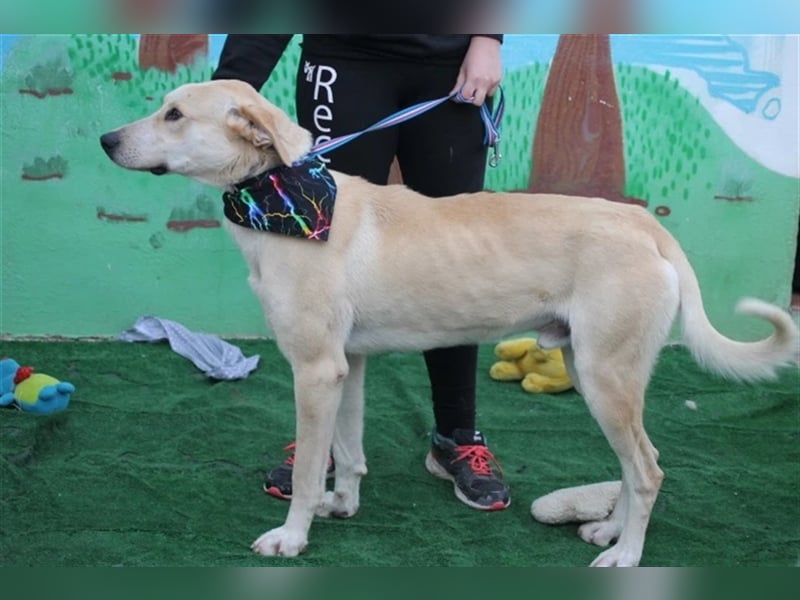 Simbad - freundlicher Labrador-Mastin Mixrüde