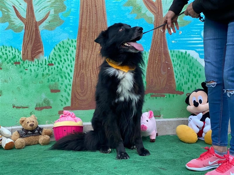 Jungle - ängstlicher MIxrüde sucht erfahrene Menschen