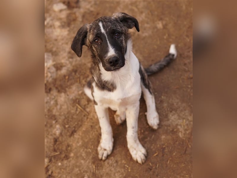 Filino, geb. ca. 07/2023, lebt in GRIECHENLAND, im städt. Tierheim Serres