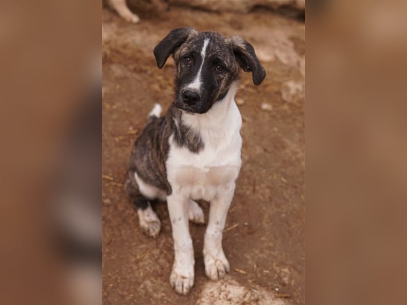 Filino, geb. ca. 07/2023, lebt in GRIECHENLAND, im städt. Tierheim Serres