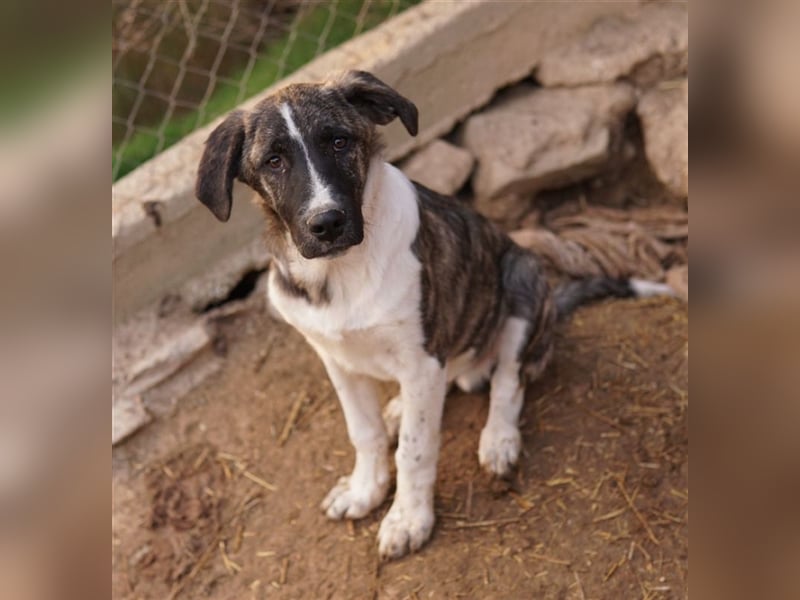 Filino, geb. ca. 07/2023, lebt in GRIECHENLAND, im städt. Tierheim Serres