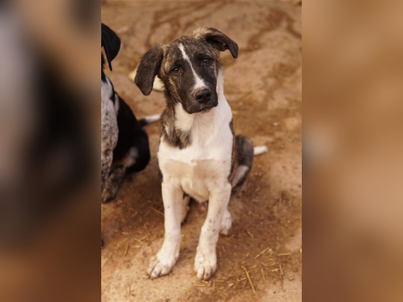 Filino, geb. ca. 07/2023, lebt in GRIECHENLAND, im städt. Tierheim Serres