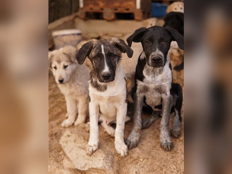 Filino, geb. ca. 07/2023, lebt in GRIECHENLAND, im städt. Tierheim Serres
