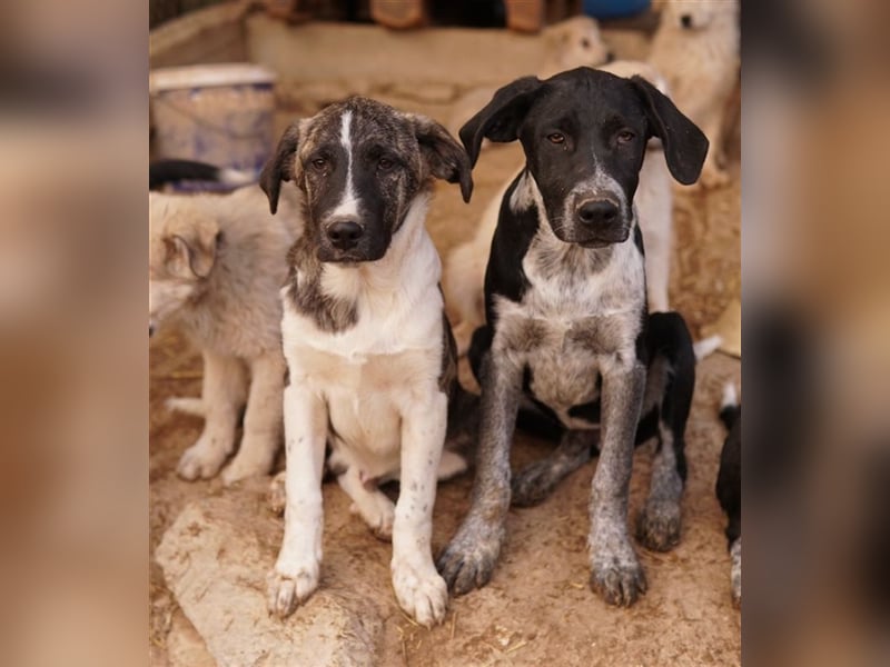 Filino, geb. ca. 07/2023, lebt in GRIECHENLAND, im städt. Tierheim Serres