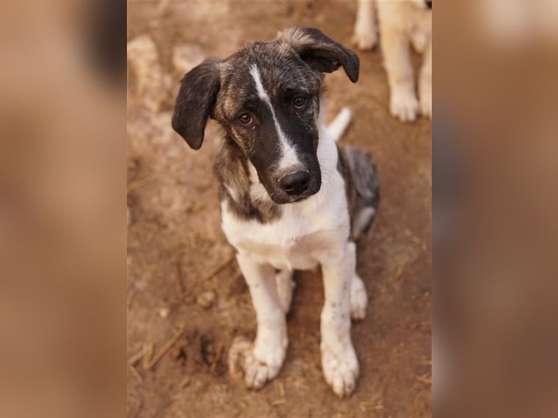 Filino, geb. ca. 07/2023, lebt in GRIECHENLAND, im städt. Tierheim Serres