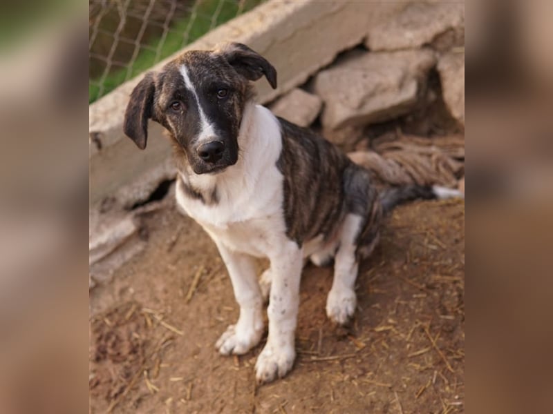 Filino, geb. ca. 07/2023, lebt in GRIECHENLAND, im städt. Tierheim Serres