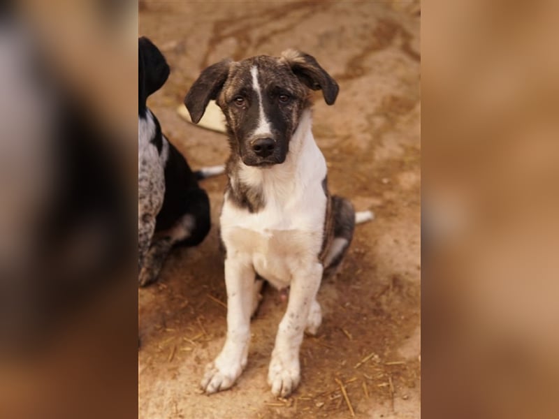 Filino, geb. ca. 07/2023, lebt in GRIECHENLAND, im städt. Tierheim Serres