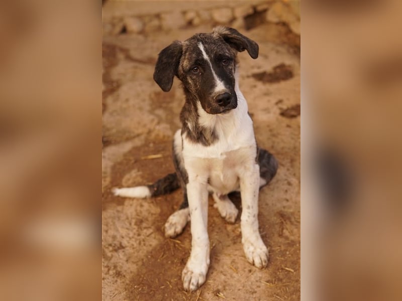 Filino, geb. ca. 07/2023, lebt in GRIECHENLAND, im städt. Tierheim Serres