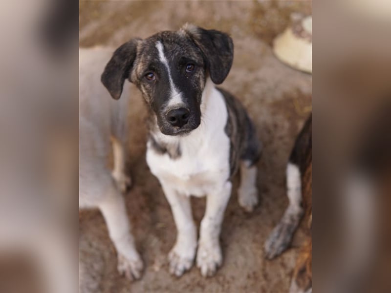 Filino, geb. ca. 07/2023, lebt in GRIECHENLAND, im städt. Tierheim Serres