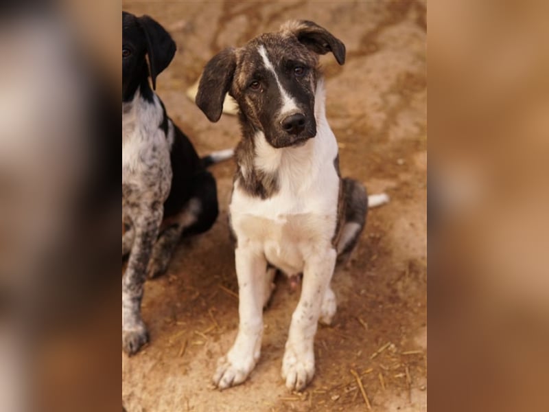 Filino, geb. ca. 07/2023, lebt in GRIECHENLAND, im städt. Tierheim Serres