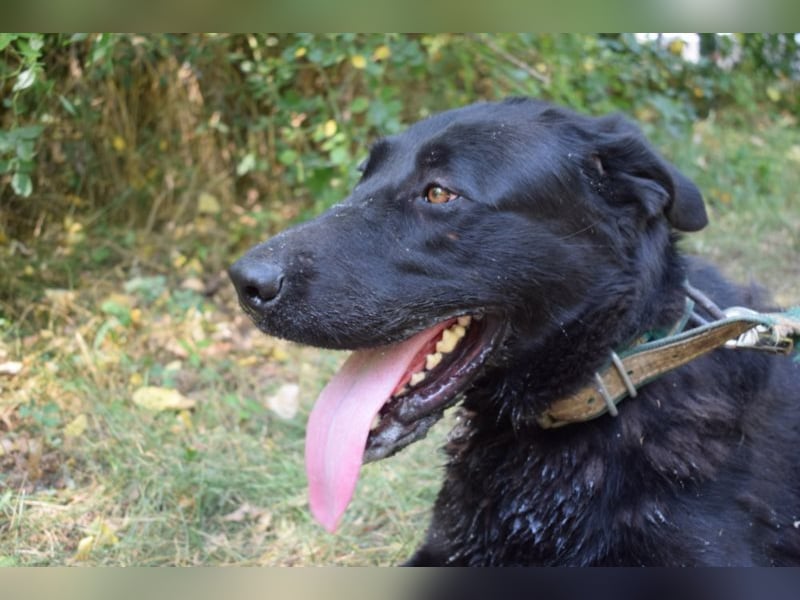 Merlin, toller Riese, ca 2 Jahre, ca. 75 cm