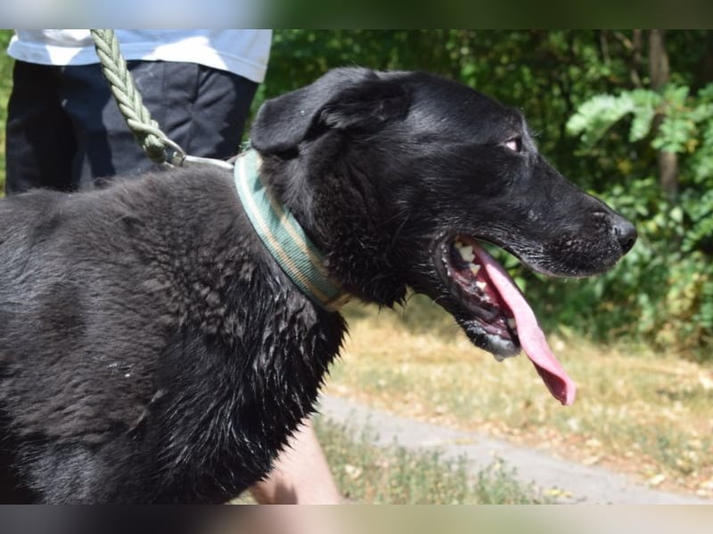 Merlin, toller Riese, ca 2 Jahre, ca. 75 cm