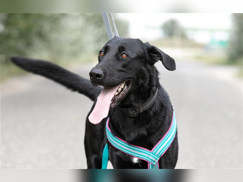 Merlin, toller Riese, ca 2 Jahre, ca. 75 cm