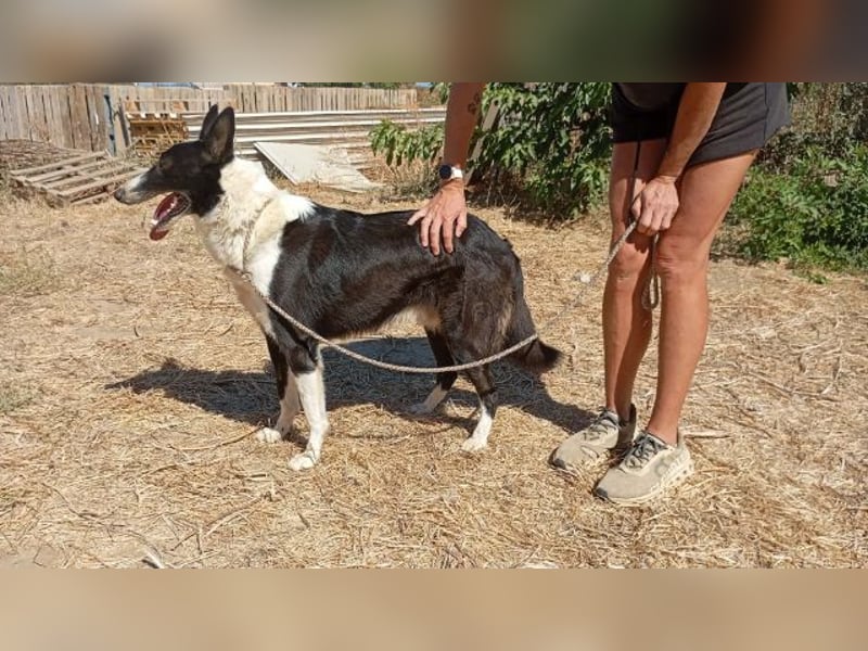 Milo, arbeitsfreudiger Traumkerl, ca. 5 Jahre, ca. 64 cm, ca. 27 kg