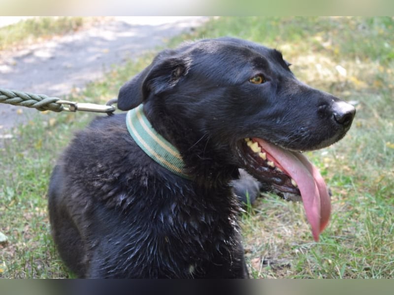 Merlin, toller Riese, ca 2 Jahre, ca. 75 cm