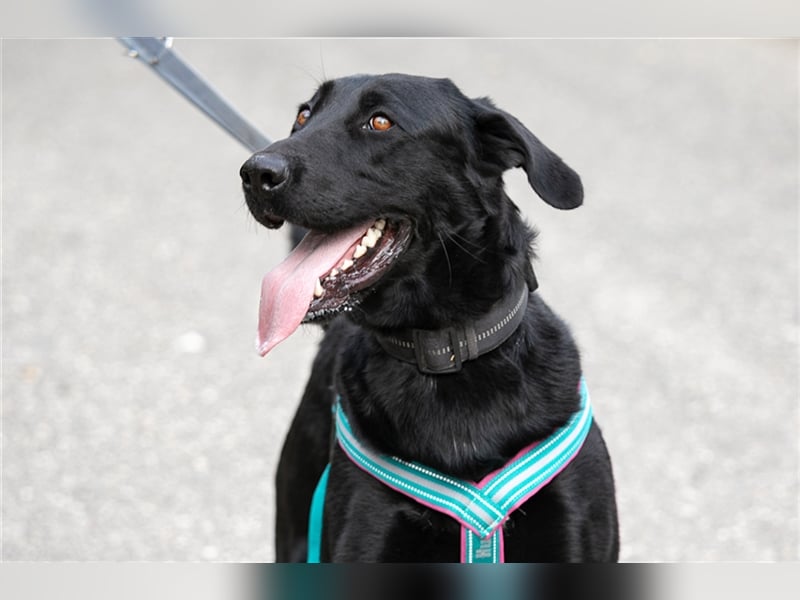 Merlin, toller Riese, ca 2 Jahre, ca. 75 cm