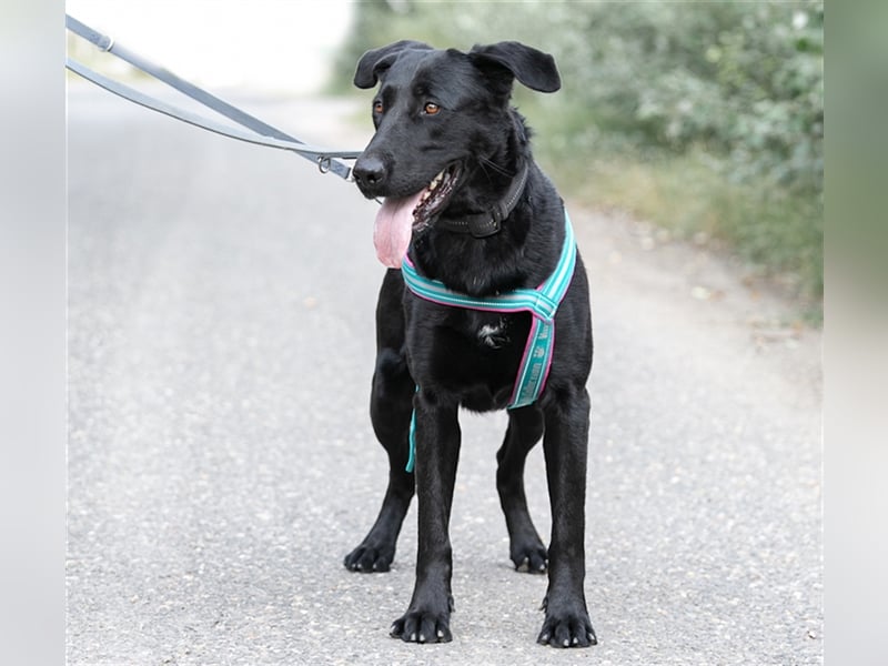 Merlin, toller Riese, ca 2 Jahre, ca. 75 cm