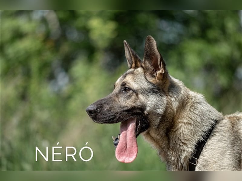 Nero, wunderschöner Rüde, ca. 3 Jahre, ca. 66 cm, ca. 42 kg
