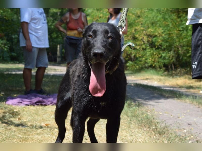 Merlin, toller Riese, ca 2 Jahre, ca. 75 cm