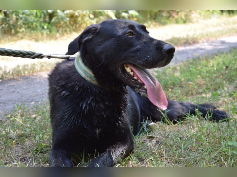 Merlin, toller Riese, ca 2 Jahre, ca. 75 cm
