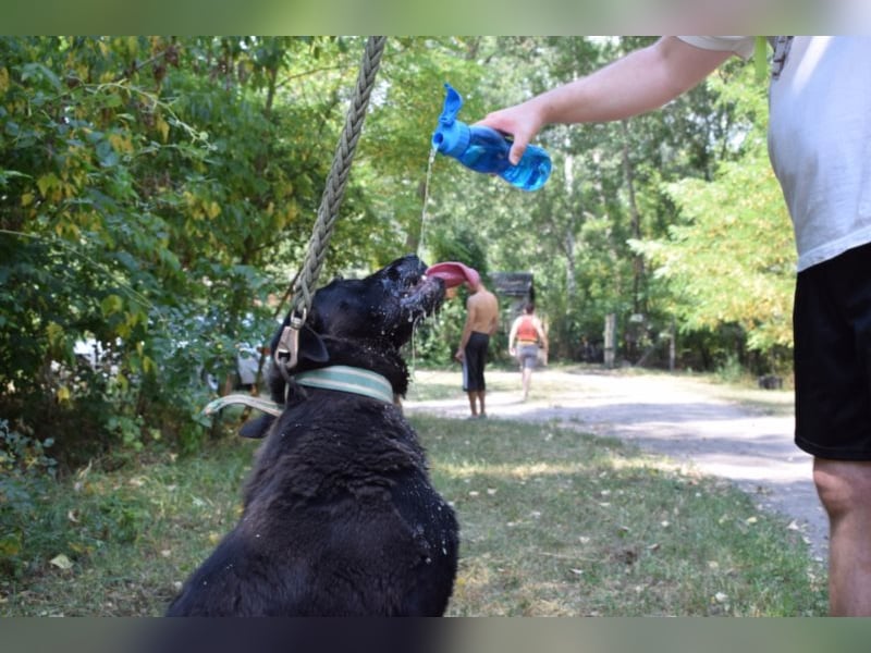 Merlin, toller Riese, ca 2 Jahre, ca. 75 cm