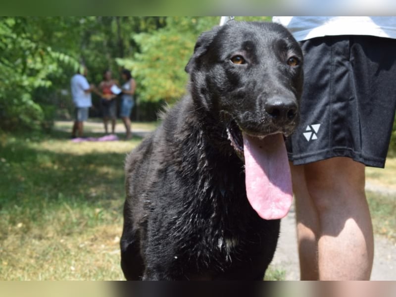 Merlin, toller Riese, ca 2 Jahre, ca. 75 cm
