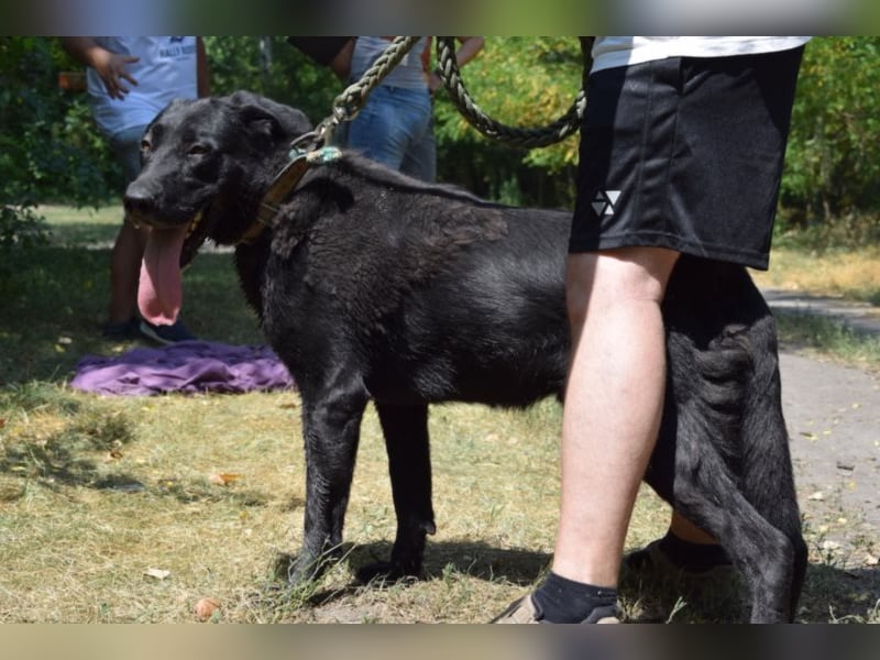 Merlin, toller Riese, ca 2 Jahre, ca. 75 cm