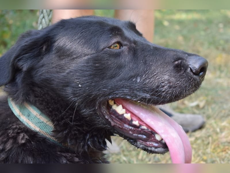 Merlin, toller Riese, ca 2 Jahre, ca. 75 cm
