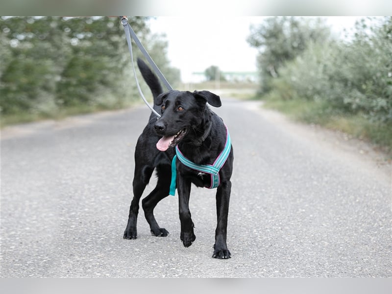 Merlin, toller Riese, ca 2 Jahre, ca. 75 cm