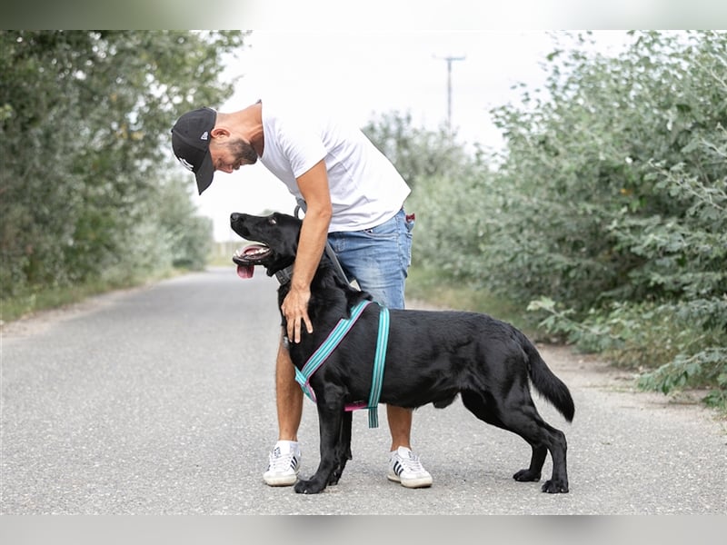Merlin, toller Riese, ca 2 Jahre, ca. 75 cm