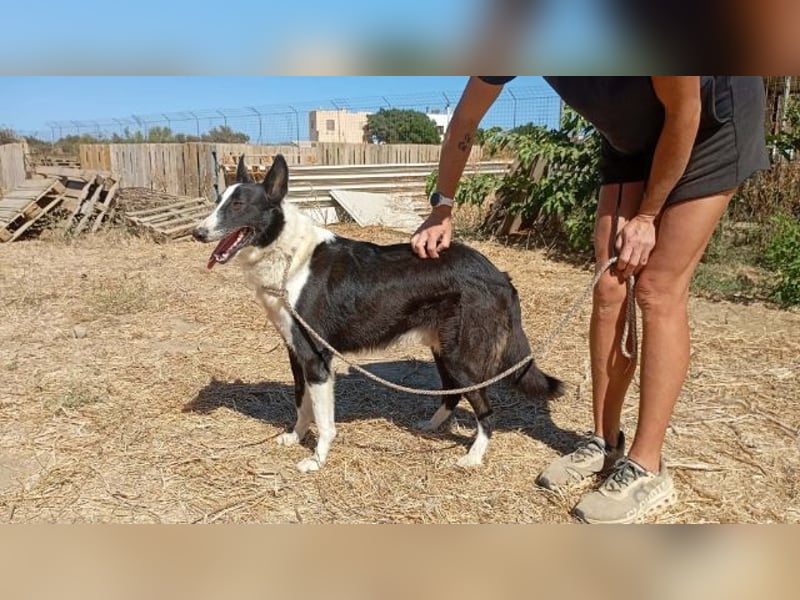 Milo, arbeitsfreudiger Traumkerl, ca. 5 Jahre, ca. 64 cm, ca. 27 kg