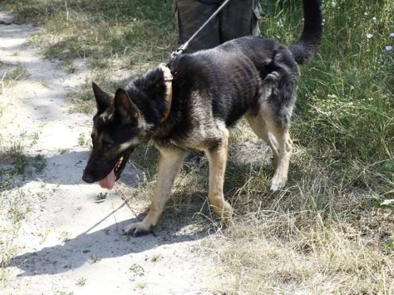 Rocky, ruhiger Schäferhundrüde, ca. 6 Jahre, ca. 67 cm, ca. 35 kg