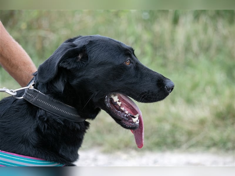 Merlin, toller Riese, ca 2 Jahre, ca. 75 cm