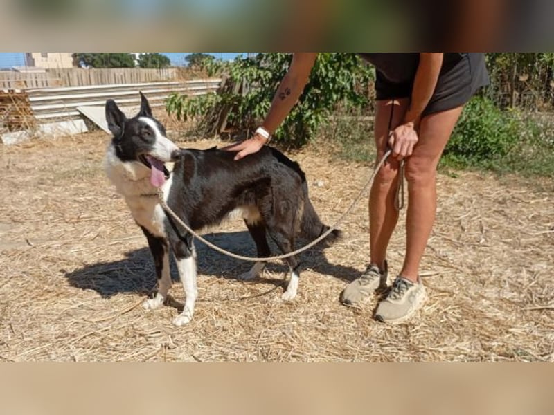 Milo, arbeitsfreudiger Traumkerl, ca. 5 Jahre, ca. 64 cm, ca. 27 kg