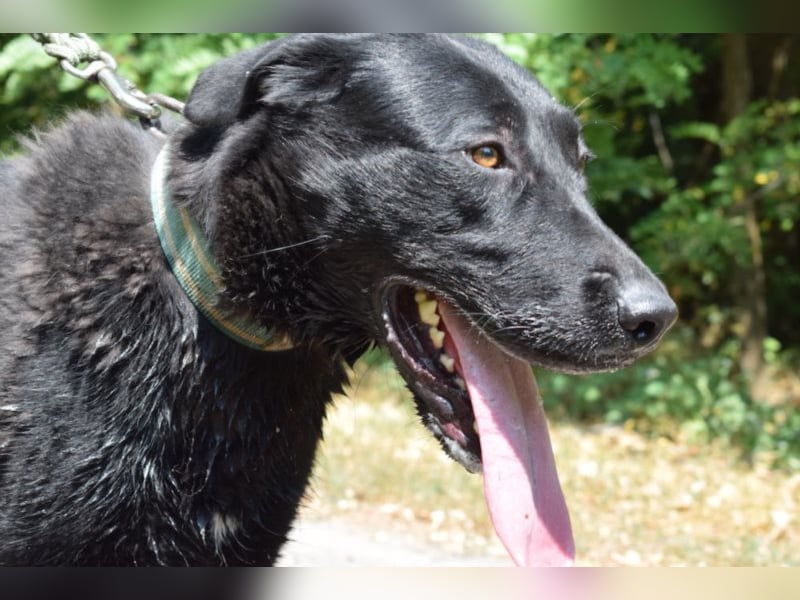 Merlin, toller Riese, ca 2 Jahre, ca. 75 cm